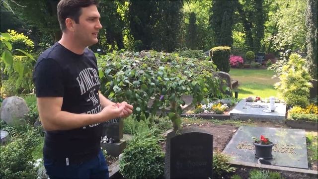 Szomorú nyírfa /Betula pendula 'Youngii'/ ültetése sírra смотреть онлайн