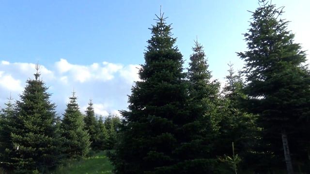 27049 Пихта Нордмана срезанная смотреть онлайн