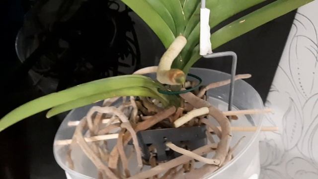 ОРХИДЕЯ ВАНДА. Секреты успешной адаптации орхидеи Ванды сразу после покупки на канале Цветочная фея смотреть онлайн