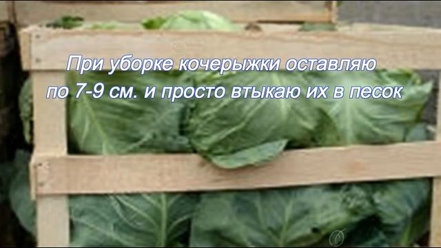 Храним капусту правильно смотреть онлайн
