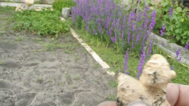 выращивание имбиря в горшке и в открытом грунте Ч1 Vselennaya Uvlecheniy