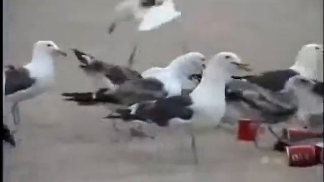 Чайки срут ппц смотреть онлайн