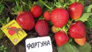 Фортуна -сладкий сорт клубники.