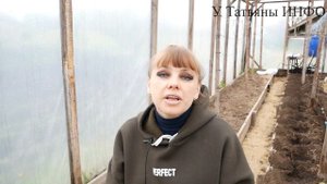 Что Класть в Лунку при Посадке Томатов. Посадка рассады помидоров в теплицу