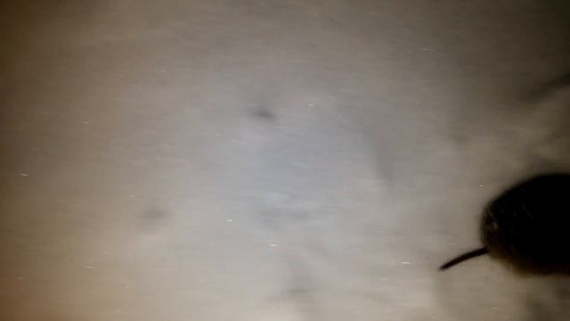 Мышка зимой почти в центре города Актобе смотреть онлайн