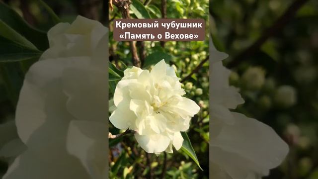 Кремовый чубушник «Память о Вехове»