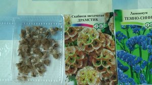 3. Посадка семян сухоцветов 11 апреля 2019.