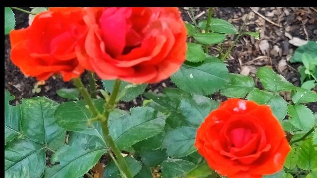 13 июля. Народный праздник 12 апостолов. Макушка лета. Поклонитесь солнцу. Приметы. Поверья смотреть онлайн