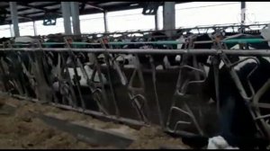 Продажа дойных коров породы Голштин, Айширская порода, Красный голштин, молочные породы КОРОВ.