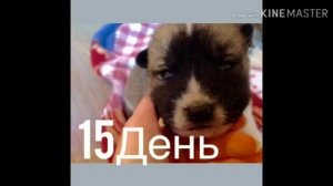 Жизнь щенят с 1 дня по месяц