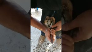 Чистка копыт лошади ?