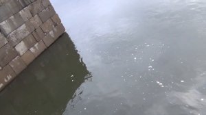 Рыбалка на ельца 17 мая 2018 поплавочная удочка рыба елец ловля ельца наживка веснянка Енисей