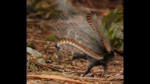 ПТИЦА ЛИРОХВОСТ.mp4