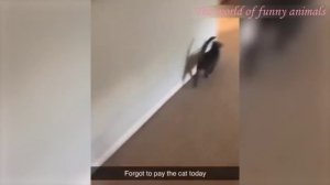 САМЫЕ СМЕШНЫЕ ЖИВОТНЫЕ - ?ЛУЧШИЕ КОТЫ И СОБАКИ 2022 июнь ?ПОПРОБУЙ НЕ ЗАСМЕЯТЬСЯ С ЭТОЙ ПОДБОРКИ⭐