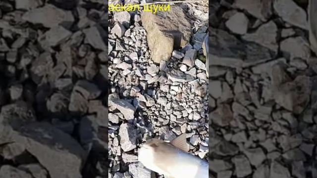 Сиг на резинку. Рыбалка на Амуре..avi