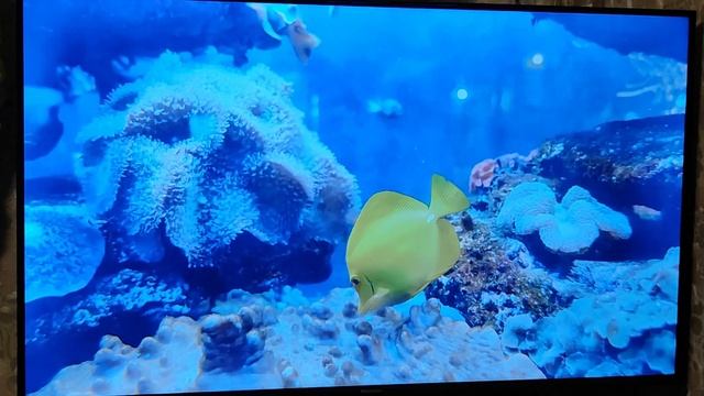 Телевизор Hisense 43A7KQ. ОТЗЫВ СПУСТЯ ДВА МЕСЯЦА ЭКСПЛУАТАЦИИ. ОБЗОР НОВИНКИ. ПЛЮСЫ И МИНУСЫ. смотреть онлайн