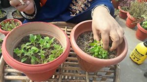 My Stress Free Gardening||Transplant  Seedling Of Petunia Flowering plants || Best Potting Mix