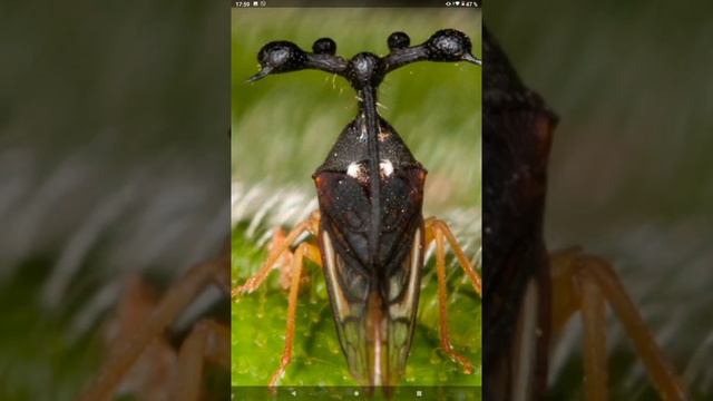 ОЧЕНЬ причудливые НАСЕКОМЫЕ