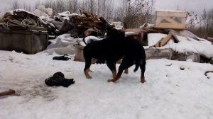 Лорд и Граф 2