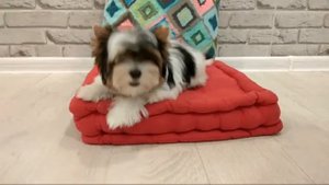 О породе Бивер, щенок 3,5 м, Йорк цветной бивер