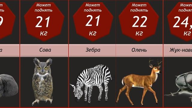 Сравнение: Сила Животных | Инфографика смотреть онлайн