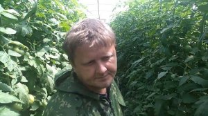 Томаты. Последняя фаза налива. Тапенер.