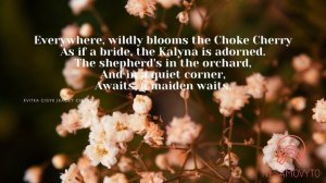 Kvitka Cisyk - The Choke Cherry  Квітка Цісик - Черемшина