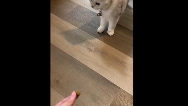 Vlog: Cat Training (Positive Reinforcement/ Decision Making Strategy) смотреть онлайн