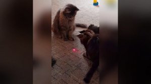 котята мэйкуна