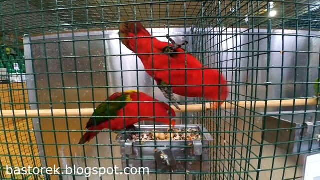 Dama Gwarliwa - Lorius garrulus - Chattering Lory смотреть онлайн