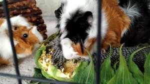 ПОЧЕМУ МОРСКИЕ СВИНКИ НЕ ПЬЮТ? МОРСКАЯ СВИНКА НЕ ПЬЁТ ВОДУ