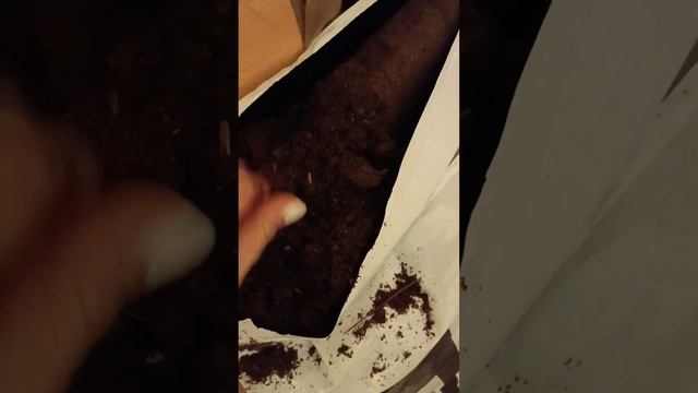 Грунт для моей рассады смотреть онлайн