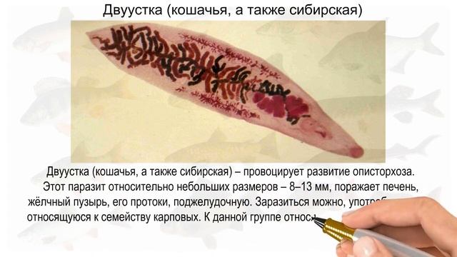 паразиты в речной рыбе