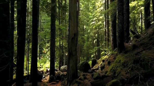 Волк УМОЛЯЛ ему помочь, там в лесу происходило НЕВЕРОЯТНОЕ событие... смотреть онлайн