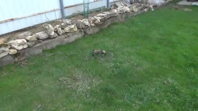 Дачные дела Всë открыли Первая обработка и уборка сада после зимы Что и как перезимовало и растет смотреть онлайн