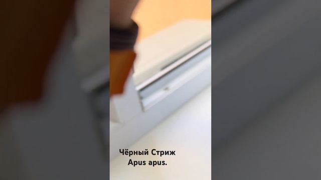 Чёрный стриж (Apus apus).