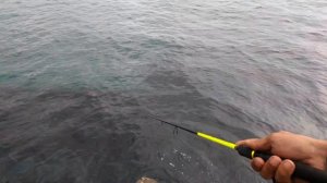 ловля саргана на воблеры Стикбейт (stickbait)
