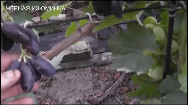Суперэкстра,Смакота,ЮХД,Черная Изюминка,Подарок Несветая, Виват, Калигула, Лия.