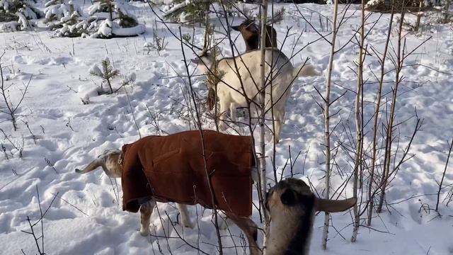 Нашли кошку на улице /печка в стайке смотреть онлайн