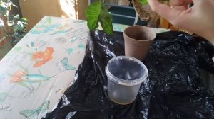 Мой сингониум "Вайт Батерфляй"?уход, размножение, пересадка??Нюанс, который лешил жизни росточек ?