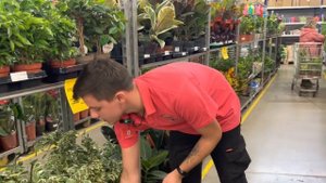 Удивляем новой поставкой горшечных растений в Гринвилль!