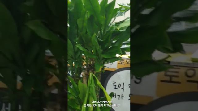 김대균토익킹 어머니가 가꾸시던 군자란에 꽃이 활짝 피었습니다!♡ смотреть онлайн