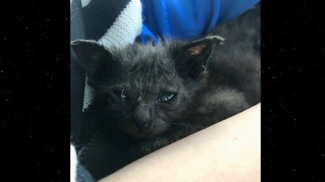 Он уже не двигался и почти НЕ ДЫШАЛ, ЕГО ТЕЛЬЦЕ УЖЕ ХОЛОДЕЛО смотреть онлайн