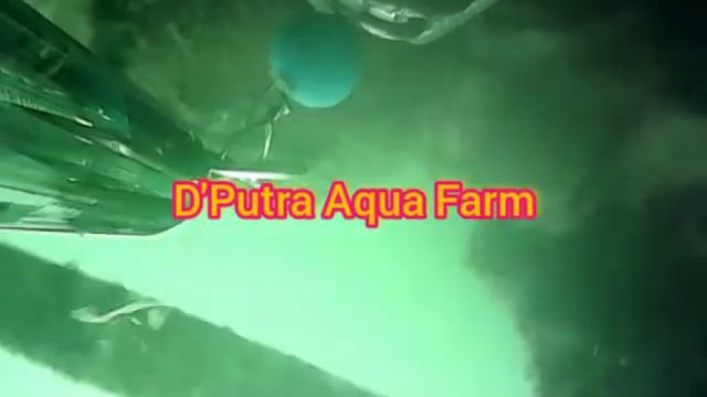 Fishing Cam Using USB Endoscope Cam смотреть онлайн