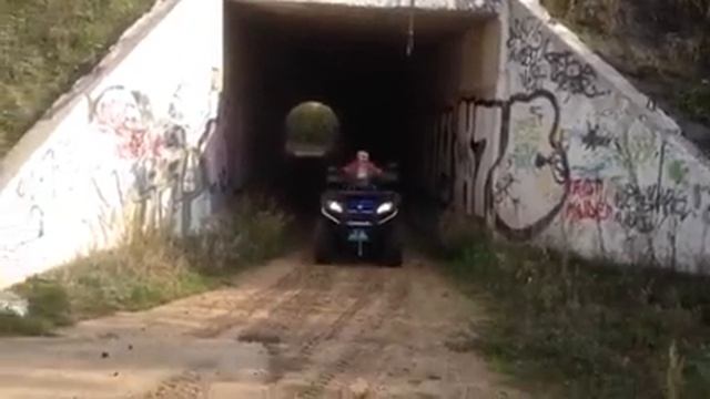 Царевка сосновый лес