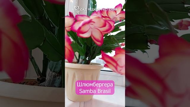 Вот это зацвела! Шлюмбергера \ рождественник \ декабрист \ зигокактус сорта Samba Brasil