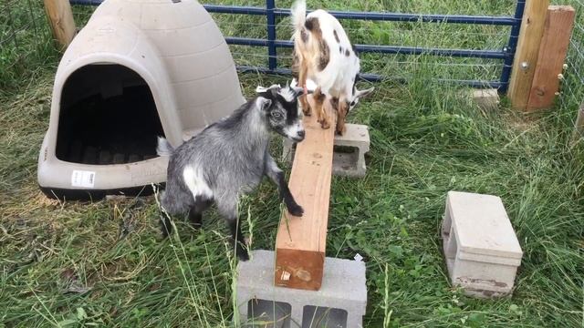 Нигерийские карликовые козочки играют смотреть онлайн