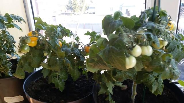 ПОДГОТОВКА ТЕПЛИЦЫ К ВЫСАДКЕ РАССАДЫ. ПЕРЕКИСЬ ВОДОРОДА ДЛЯ РАССАДЫ. смотреть онлайн