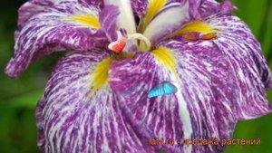 Ирис японский Кийозуру (iris) ? японский ирис Кийозуру обзор: как сажать, рассада ириса Кийозуру