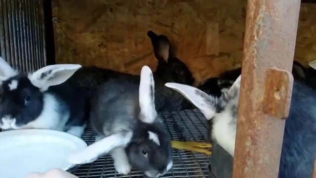 ВЕС КРОЛИКОВ В 50 ДНЕЙ МЯСНОГО НАПРАВЛЕНИЯ. ПОМЕСЬ ФРАНЦУЗСКОГО БАРАНА смотреть онлайн